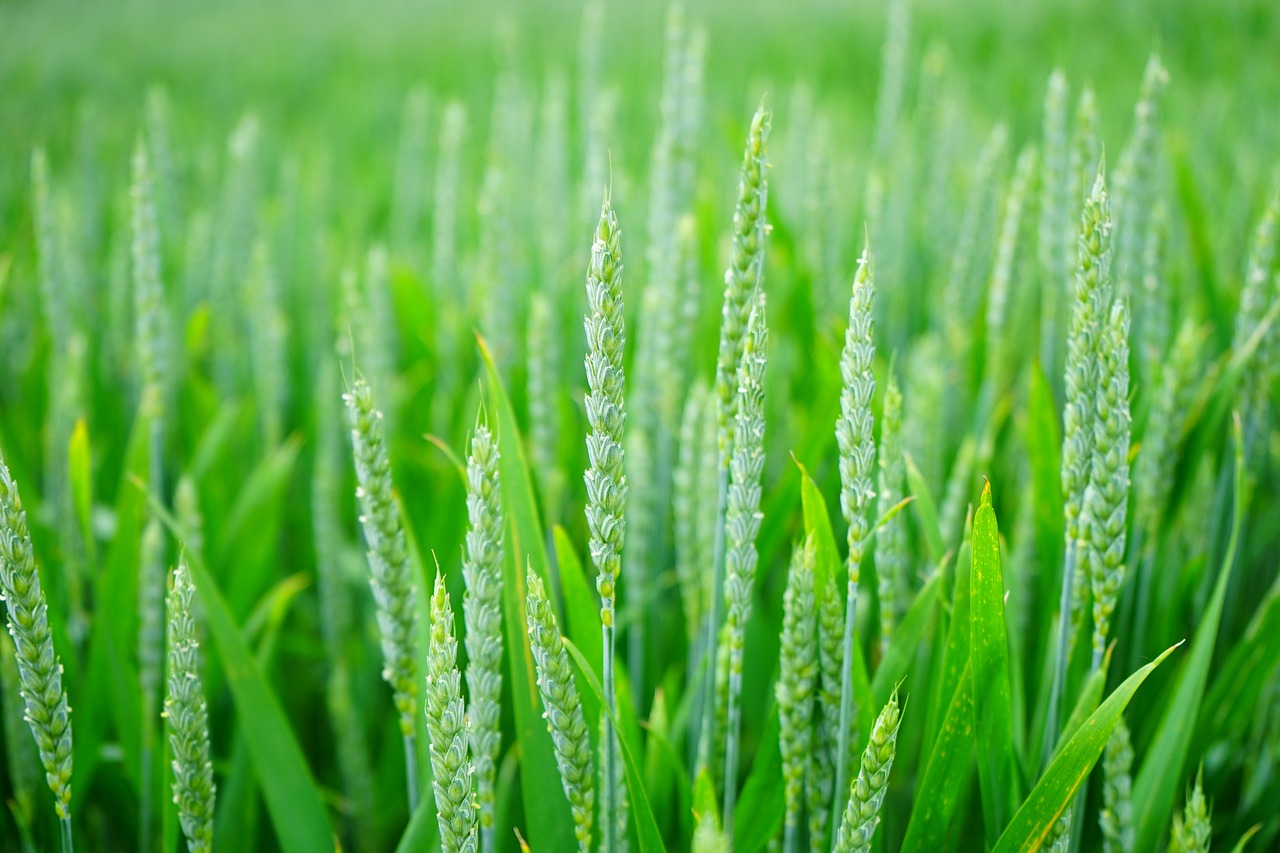 green, wheat, field-1117267.jpg